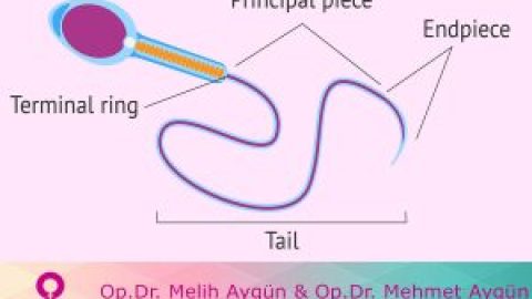 Semen analizi nedir?
