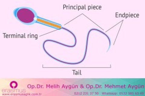 Semen analizi nedir?