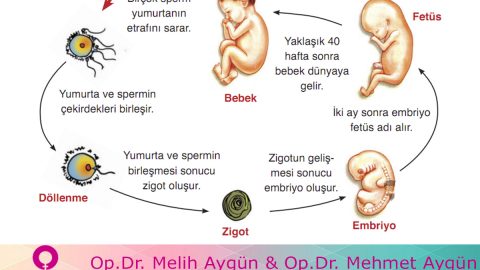 Spermin yeni keşfedilen kısmı erkek infertilite tanısında katkıda bulunabilir
