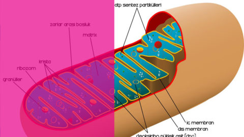 Tüp Bebekte Mitokondri Nakli