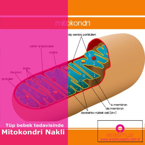 Tüp Bebekte Mitokondri Nakli